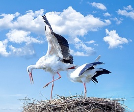 ExpertenRat Störche
